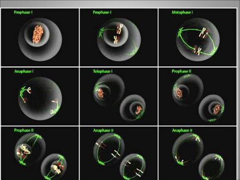После детерминации клеток,  т. е. после окончательного  формирования эпигенома,  начинается дифференцировка
